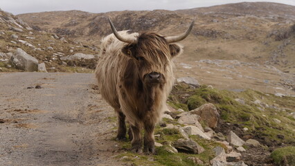 Highland Cattles on the Road to Hushinish, Isle of Harris Scotland