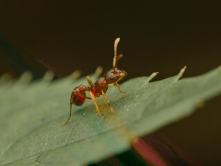 Myrmica rubra - common rabies walking on the edge of a green leaf