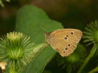 Beautiful orange butterfly sitting on green thistle flowers