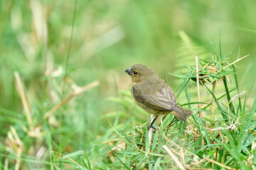 The yellow-bellied seedeater (Sporophila nigricollis) is a small bird with black plumage and bright yellow on the belly. Common in Central and South America, it lives in grasslands and open areas, fee