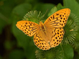 Butterfly on a thistle (Argynnis paphia)