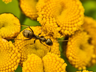 ant on yellow flower in nature. macro. shallow depth of field