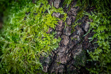 Rinde mit Moos bewachsen