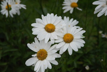 white daisies in outdoor park on green grass in mid summer with bee in flower