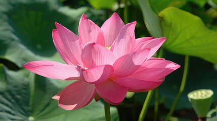 Obraz premium A beautiful pink lotus flower with its petals fully opened, basking in the sunlight.