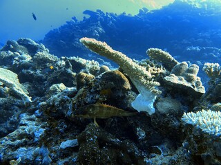 Scuba Dive at Okinawa