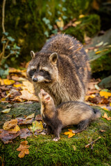 Wachbär mit Frettchen