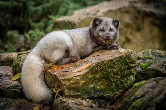 Polarfuchs
