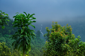 Himalayan mountains and lush green forest. Scenic natural beauty of monsoon in Darjeeling, West Bengal, India. Overcast day at monsoon at mountains.