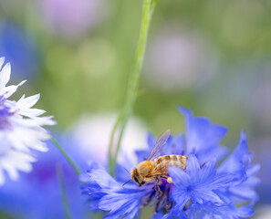 Honey Bee on Cornflower in Garden