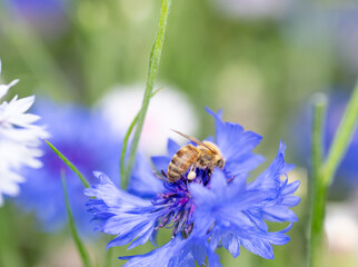 Honey Bee on Cornflower in Garden