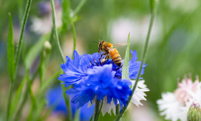 Close up of Honey Bee on Top of Cornflower
