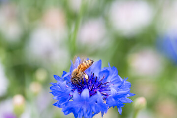Close up of Honey Bee on Top of Cornflower