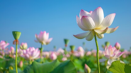A field of blooming lotus flowers under a clear blue sky.