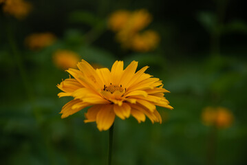 yellow daisy in outdoor park on green grass in mid summer with bee in flower
