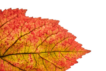 Abstract autumn leaf texture on white isolated background. Macro.