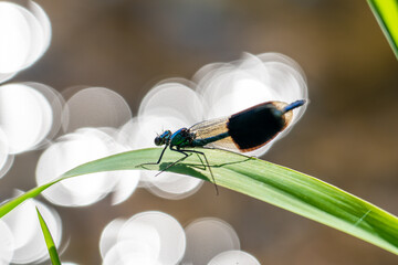 Libelle am Fluss
