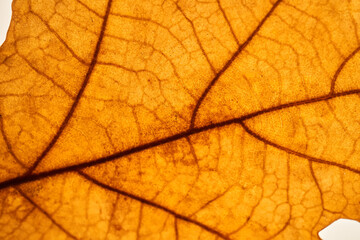 Obraz premium Abstract autumn leaf texture close up. Macro.