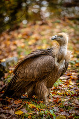 Geier im Herbst