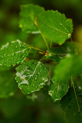 Close up photography of green leaves of birch after the rain.