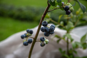 bush blueberries in outdoor park on green grass in mid summer with hanging spider