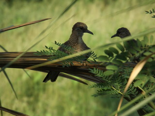 A family of Javan doves is relaxing on a tree branch in the afternoon.