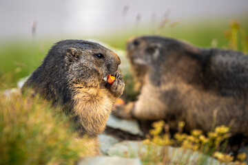Murmeltiere essen Möhre