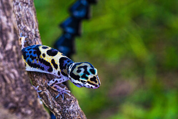 a type of anole lizard. Anoles are arboreal lizards