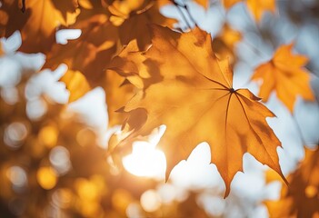 Autumn background with orange yellow maple leaves and sun lights, natural bokeh. Fall nature landscape banner stock photoAutumn, Leaf, Backgrounds, Bush, Lush Foliage