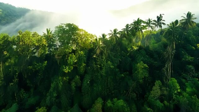 You can almost feel the energy and life pulsating from the rainforest floor as you swoop over it soaking in its beauty.