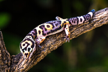 a type of anole lizard. Anoles are arboreal lizards