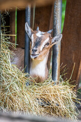 Ziege im Heu