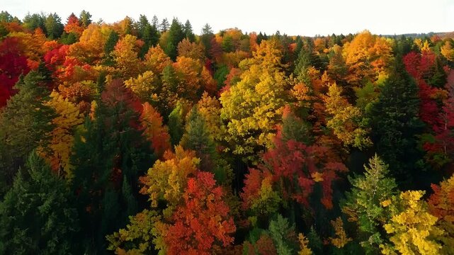 The changing of the seasons is on full display in the canopy with pops of red orange and yellow peeking through the green.