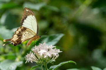 Schein-Schwalbenschwanz Schmetterling