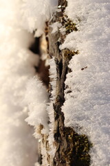 Ice on a tree stump