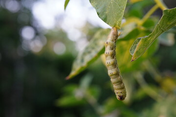 Manduca rustica larva is eating eggplant leaves.