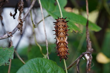 Fototapeta premium Troides aeacus is eating plant leaves.