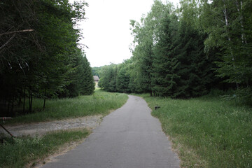 Obraz premium Ukrainian forest in Pirogovo