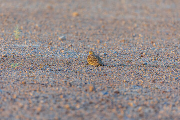 Chestnut-bellied sandgrouse or common sandgrouse (Pterocles exustus), Male bird at Desert National Park, Rajasthan