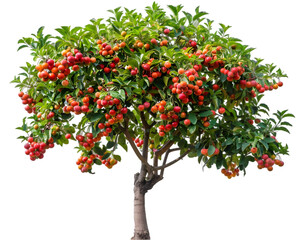 Harvesting Ripe Red Jujubes from the Tree on white background