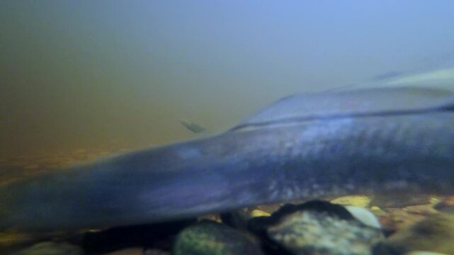 Rare underwater footage Close-up of Spawning River lamprey. European nature.