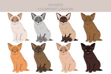 Javanese cat clipart. Colorpoint Longhair cats all coat colors set.  All cat breeds characteristics infographic. Vector illustration