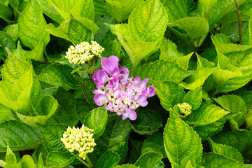 flowers in the garden
