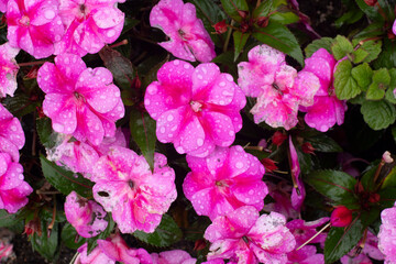 pink flowers in the garden