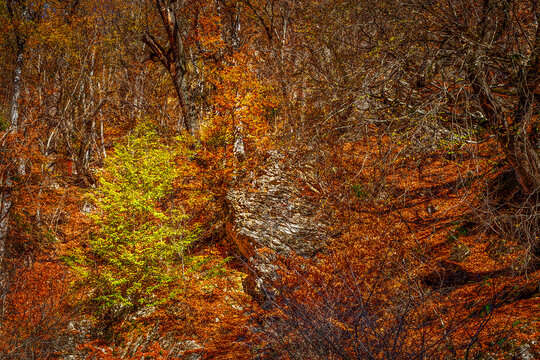 Hyrcanian Forests (Chenar Bon). The Hyrcanian forests are a zone of lush lowland and montane forests covering about 55,000 square kilometres near the shores of the Caspian Sea in Iran and Azerbaijan. 