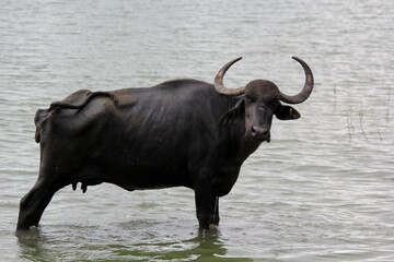 close up shot of buffalo italian buffalo and indian buffalo at water lake