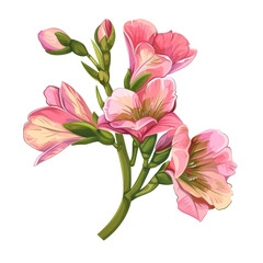 Beautiful Pink Freesia Flower on White Background