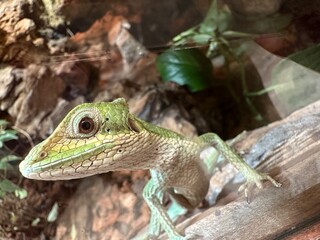 Eastern casquehead iguana