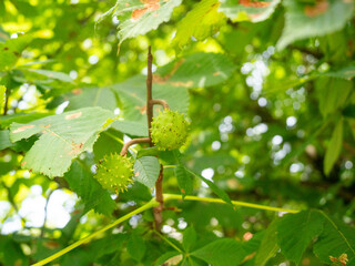 Kilka kasztanów na gałęzi, kasztany w łupinach, zielone kasztany 