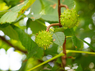 Chestnuts on a branch, several chestnuts on a chestnut branch, chestnuts in the shell